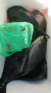 伊豆下田フィッシング 釣果