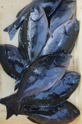 伊豆下田フィッシング 釣果