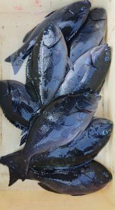 伊豆下田フィッシング 釣果