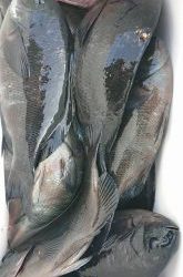 伊豆下田フィッシング 釣果