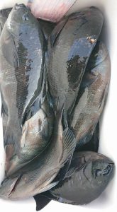 伊豆下田フィッシング 釣果