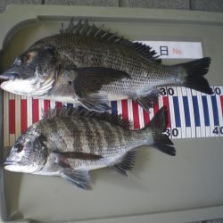 姫路市立遊魚センター 釣果