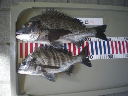 姫路市立遊魚センター 釣果