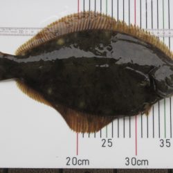 オリジナルメーカー海づり公園(市原市海づり施設) 釣果