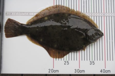 オリジナルメーカー海づり公園(市原市海づり施設) 釣果