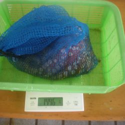 姫路市立遊魚センター 釣果