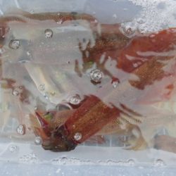 大進丸(新潟) 釣果