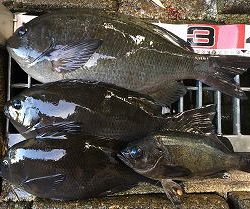 第八有漁丸 釣果