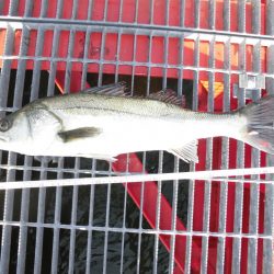 尼崎市立魚つり公園 釣果