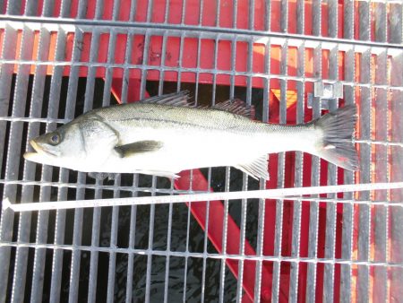 尼崎市立魚つり公園 釣果