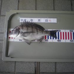 姫路市立遊魚センター 釣果