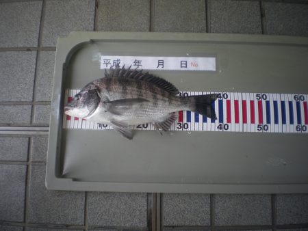 姫路市立遊魚センター 釣果
