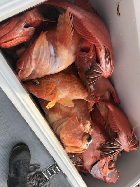 寿裕 （YOSHIHIRO） 釣果