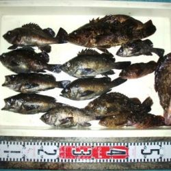 朝日丸 釣果