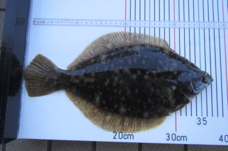 オリジナルメーカー海づり公園(市原市海づり施設) 釣果