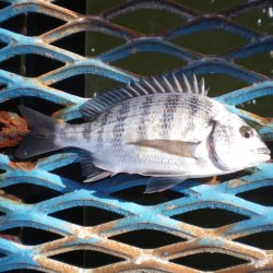 オリジナルメーカー海づり公園(市原市海づり施設) 釣果