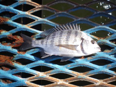 オリジナルメーカー海づり公園(市原市海づり施設) 釣果