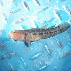 オリジナルメーカー海づり公園(市原市海づり施設) 釣果