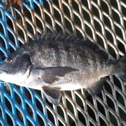 オリジナルメーカー海づり公園(市原市海づり施設) 釣果