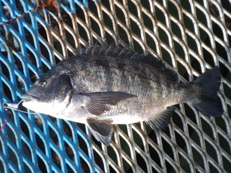 オリジナルメーカー海づり公園(市原市海づり施設) 釣果