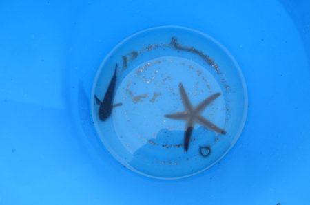 オリジナルメーカー海づり公園(市原市海づり施設) 釣果