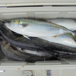 HARUKA丸 はるかまる 釣果