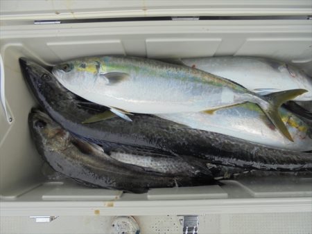 HARUKA丸 はるかまる 釣果