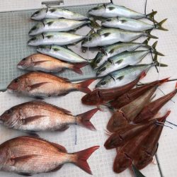 ふじしめ丸 釣果