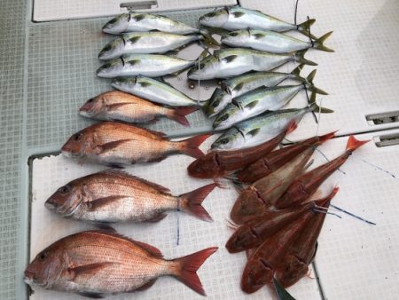 ふじしめ丸 釣果