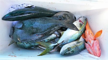 しば渡船 釣果
