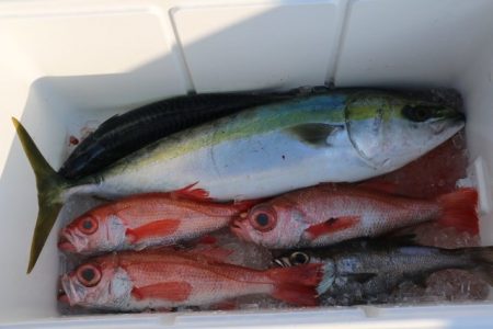 へいみつ丸 釣果