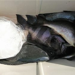 しば渡船 釣果