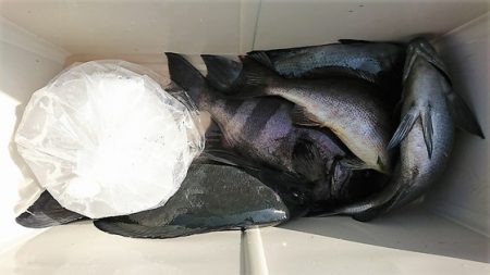 しば渡船 釣果