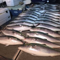幸風（さちかぜ） 釣果