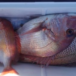 遊漁船 新鋭丸 釣果