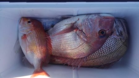 遊漁船 新鋭丸 釣果