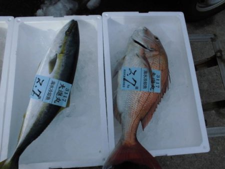 大進丸(新潟) 釣果