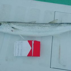 深川 吉野屋 釣果