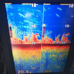 深川 吉野屋 釣果