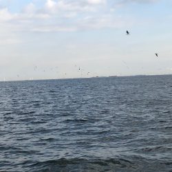 深川 吉野屋 釣果