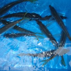 第二むつ漁丸 釣果