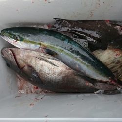 しば渡船 釣果