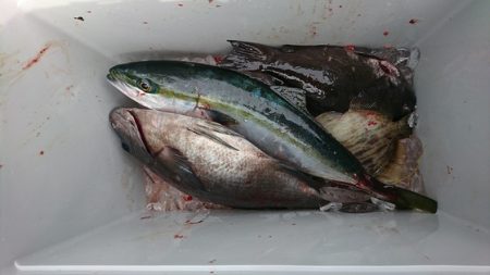 しば渡船 釣果