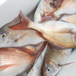 こうゆう丸 釣果