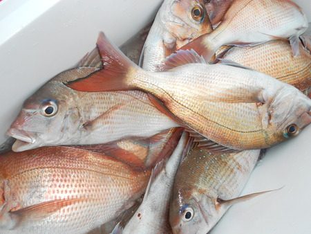 こうゆう丸 釣果