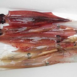 大進丸(新潟) 釣果