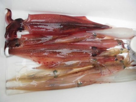 大進丸(新潟) 釣果