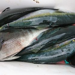 しば渡船 釣果