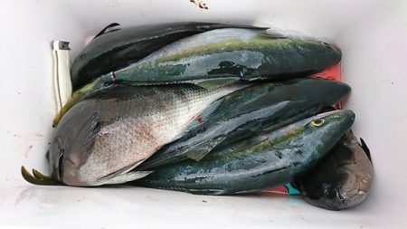 しば渡船 釣果