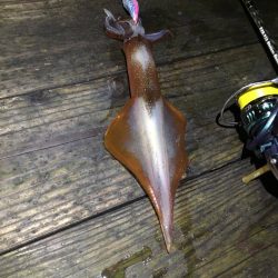 エギング　2017年1月〜2月　福井県でのエギング　オススメ投稿！